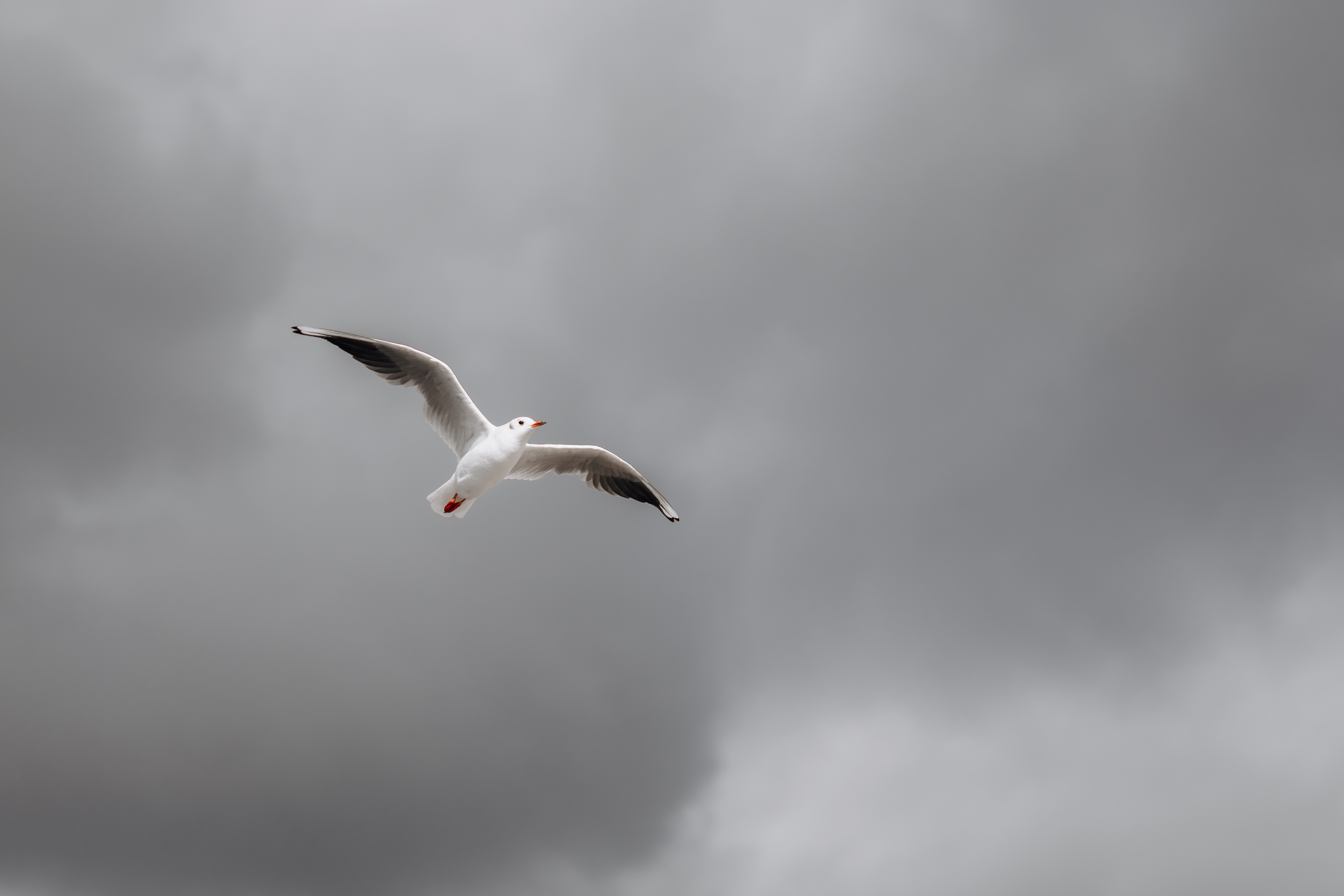 Kreativität für eure Hochzeitsfotos – Pure Weddings Eine weiße Möwe fliegt über dem Meer an einem bewölkten Himmel
